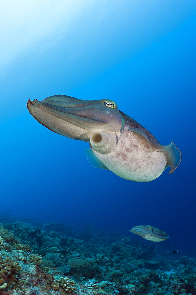 Broadclub Cuttlefish, Sepia latimanus, Micronesia, Palau