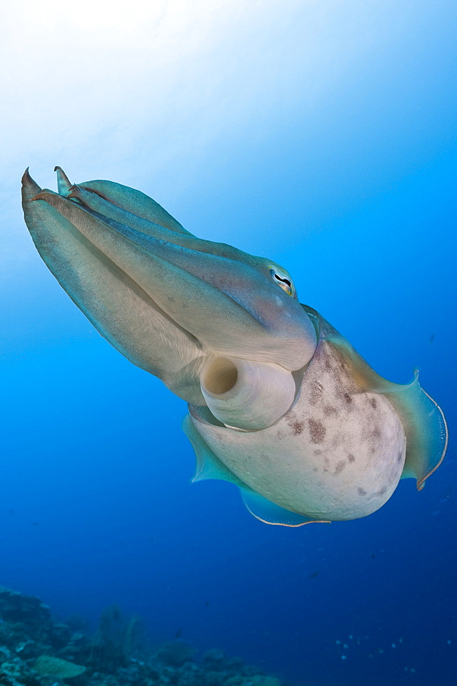 Broadclub Cuttlefish, Sepia latimanus, Micronesia, Palau