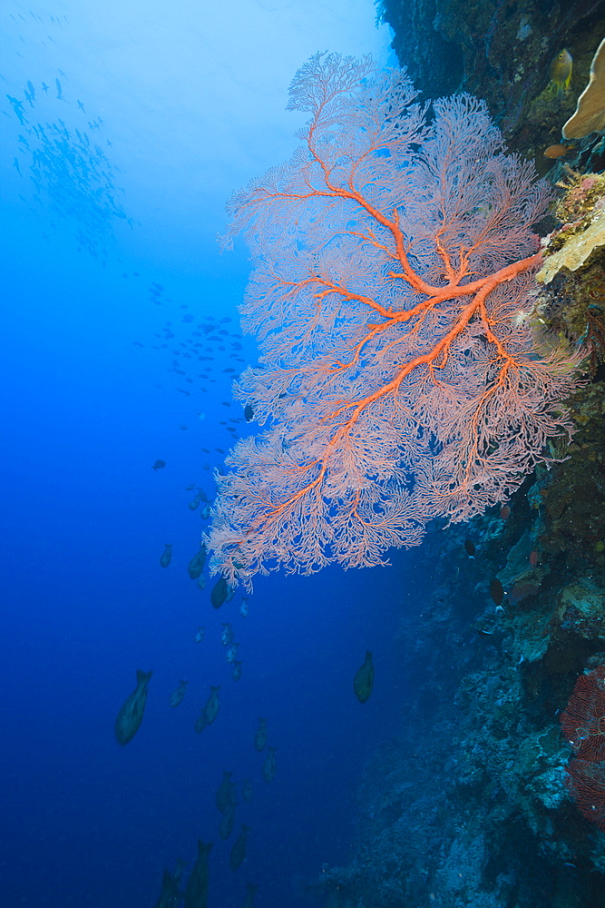 Sea Fan on Wall, Melithaea, Siaes Wall, Micronesia, Palau