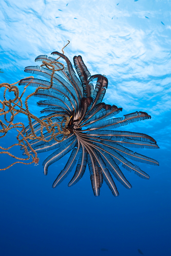 Crinoid sitting on Wire Coral, Siaes Wall, Micronesia, Palau