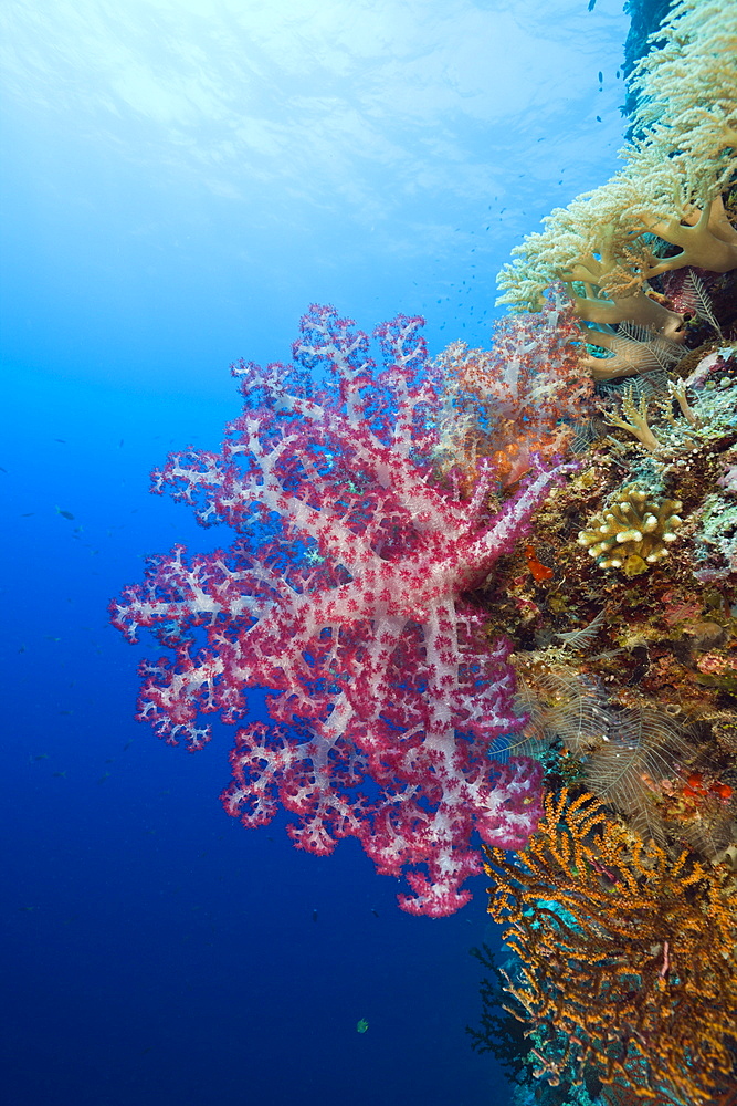 Red Soft Coral, Dendronephthya, Siaes Wall, Micronesia, Palau