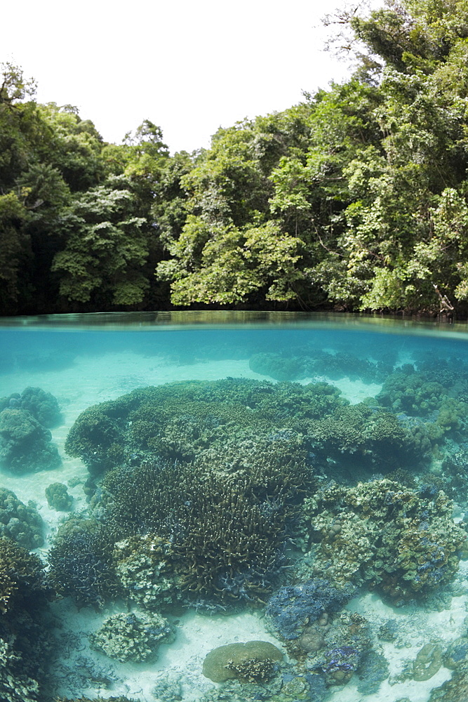 Corals in Risong Bay, Risong Bay, Micronesia, Palau