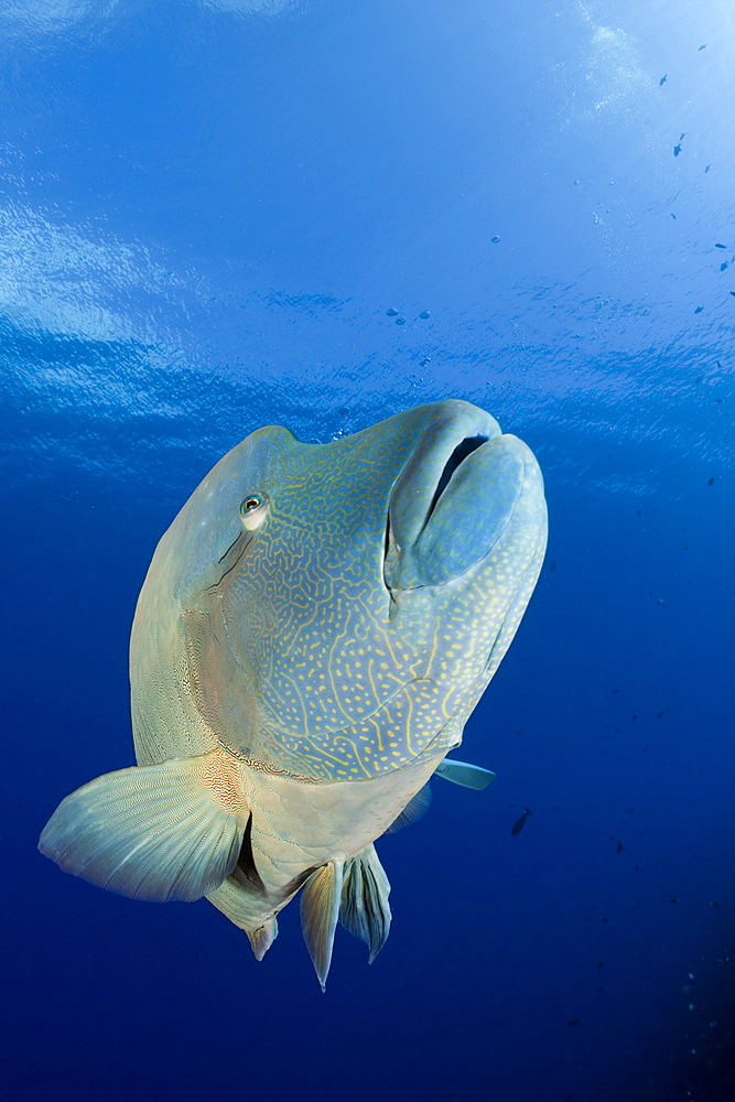 Humpback Wrasse, Cheilinus undulatus, Blue Corner, Micronesia, Palau