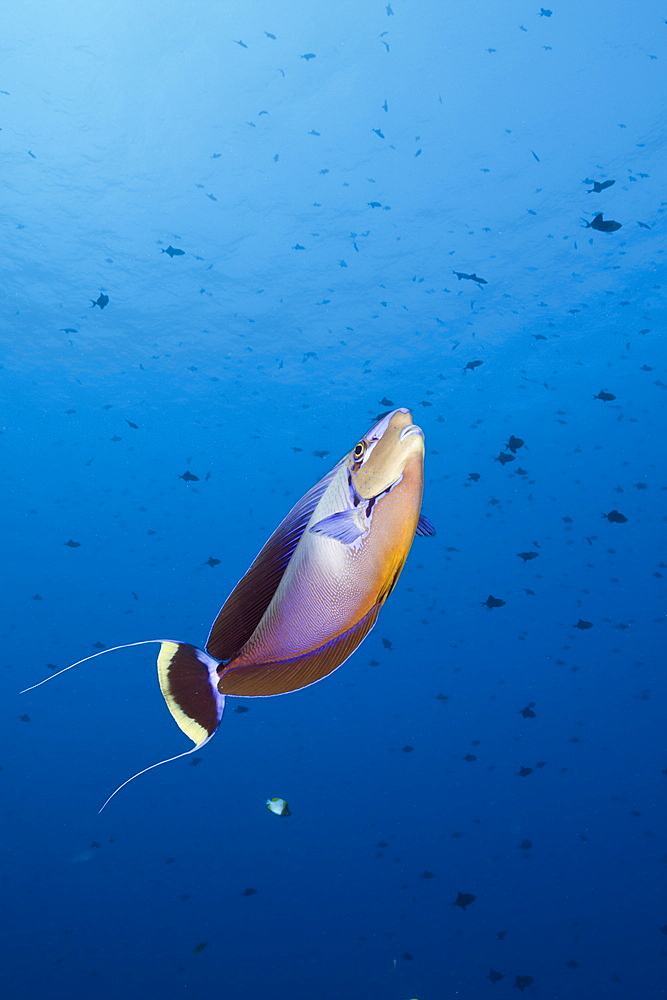 Bignose Unicornfish, Naso vlamingii, Blue Corner, Micronesia, Palau