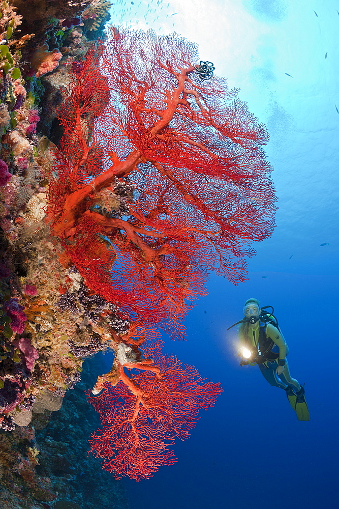 Diver and Sea Fan, Melithaea, Peleliu Wall, Micronesia, Palau