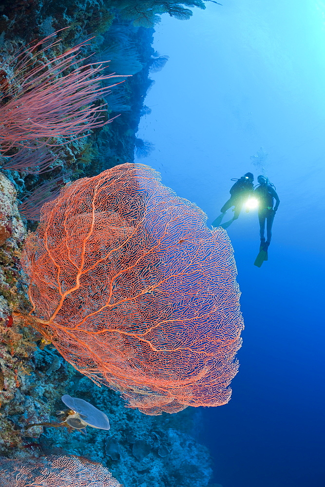 Giant Sea Fan and Diver, Annella mollis, Peleliu Wall, Micronesia, Palau