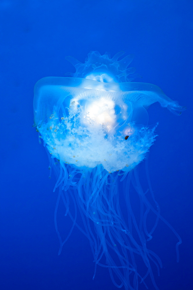 Transparent Crown Jellyfish, Netrostoma setouchina, Blue Corner, Micronesia, Palau