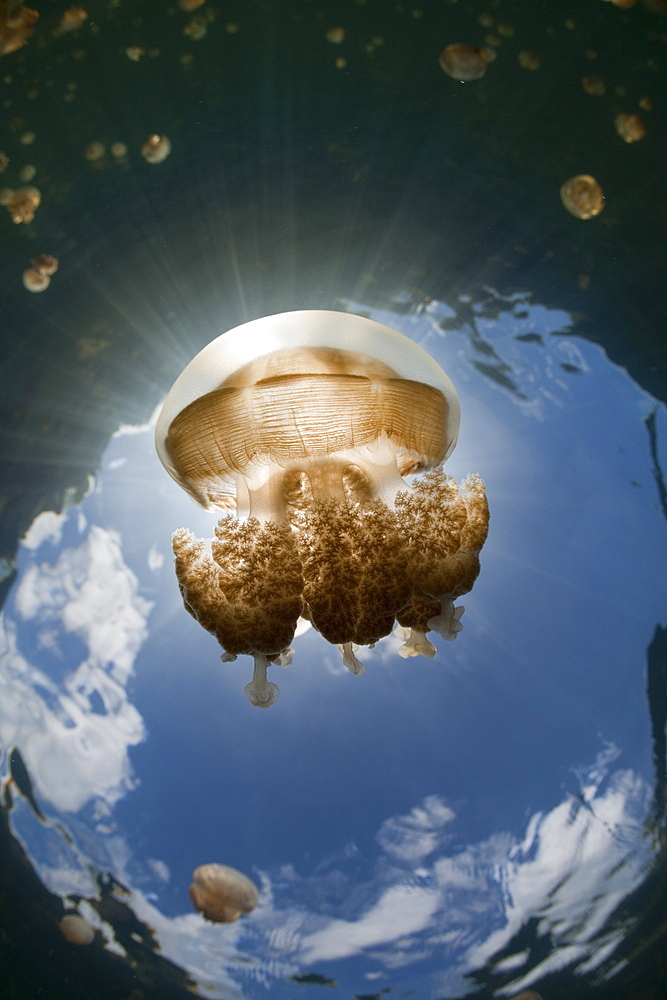 Mastigias Jellyfish in Backlight, Mastigias papua etpisonii, Jellyfish Lake, Micronesia, Palau