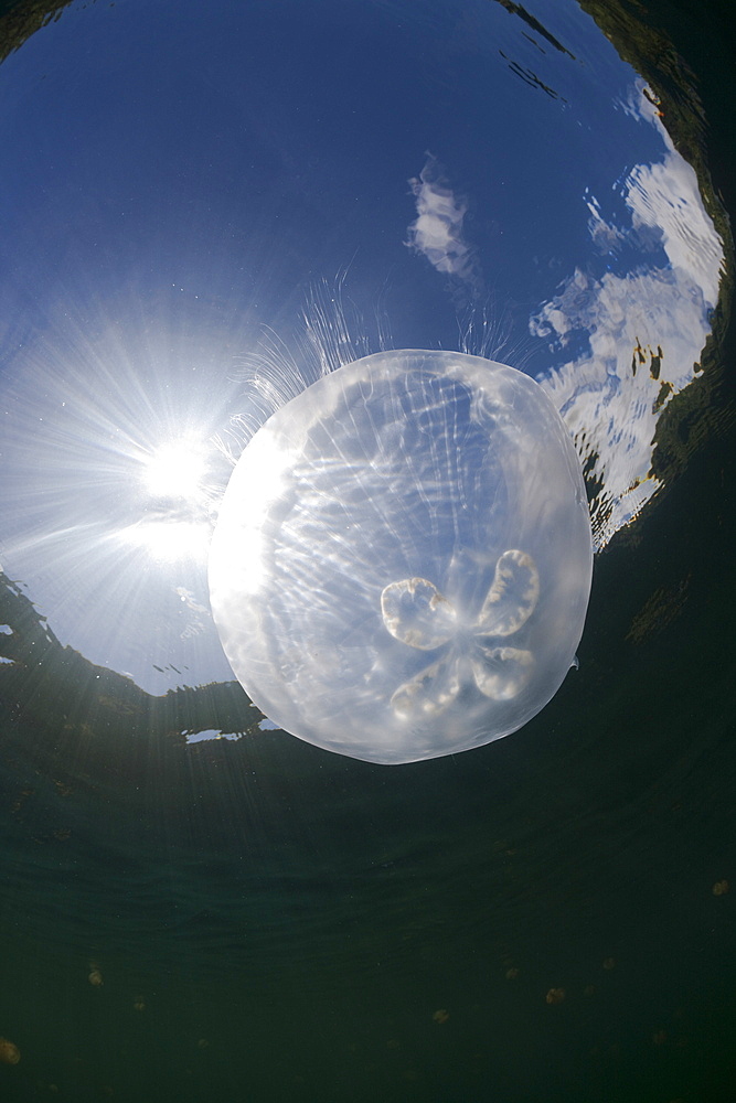 Moon Jellyfish with Backlight, Aurita aurita, Jellyfish Lake, Micronesia, Palau