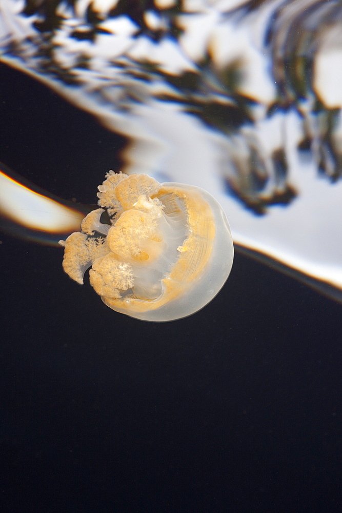 Jellyfish in Marine Lake, Mastigias papua etpisonii, Jellyfish Lake, Micronesia, Palau