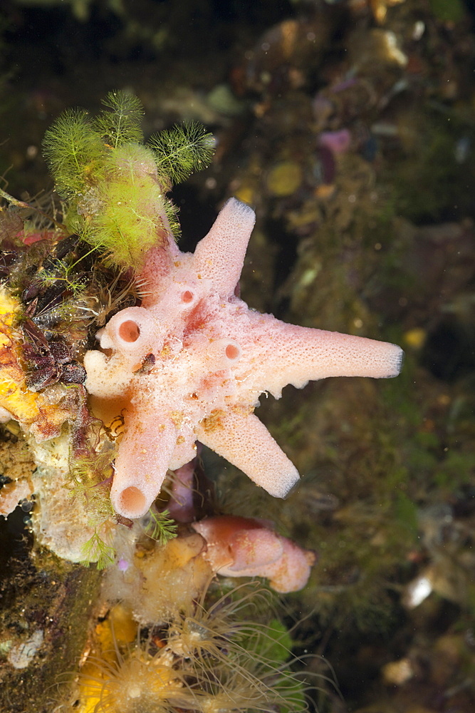 Sponge in Jellyfish Lake, Jellyfish Lake, Micronesia, Palau