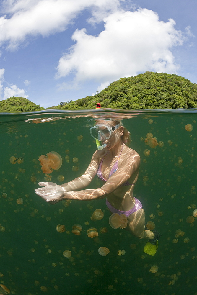 Swimming with Jellyfishes, Mastigias papua etpisonii, Jellyfish Lake, Micronesia, Palau