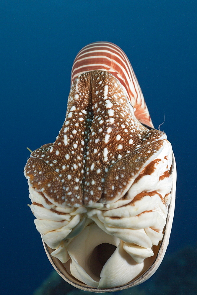 Chambered Nautilus, Nautilus belauensis, Micronesia, Palau