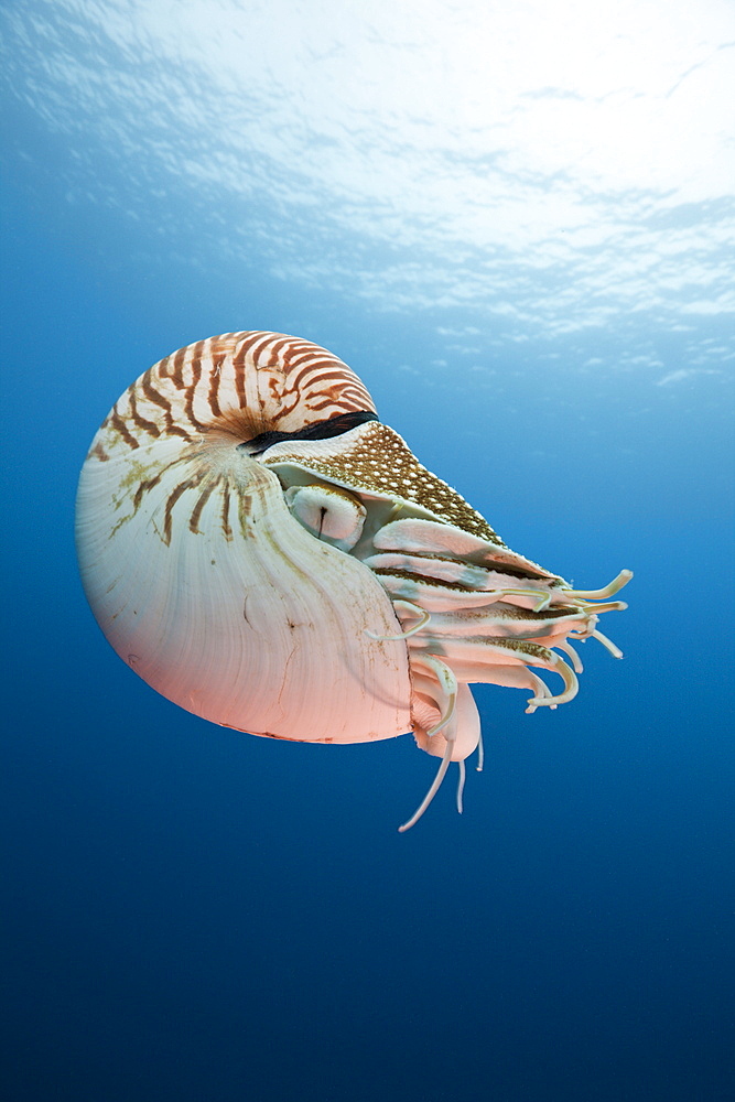 Chambered Nautilus, Nautilus belauensis, Micronesia, Palau