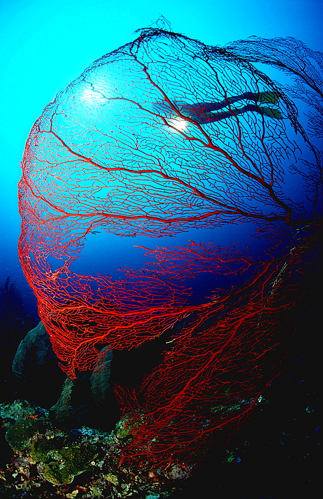 Scuba diver and gorgonian coral, Papua New Guinea, Neu Britannien, New Britain