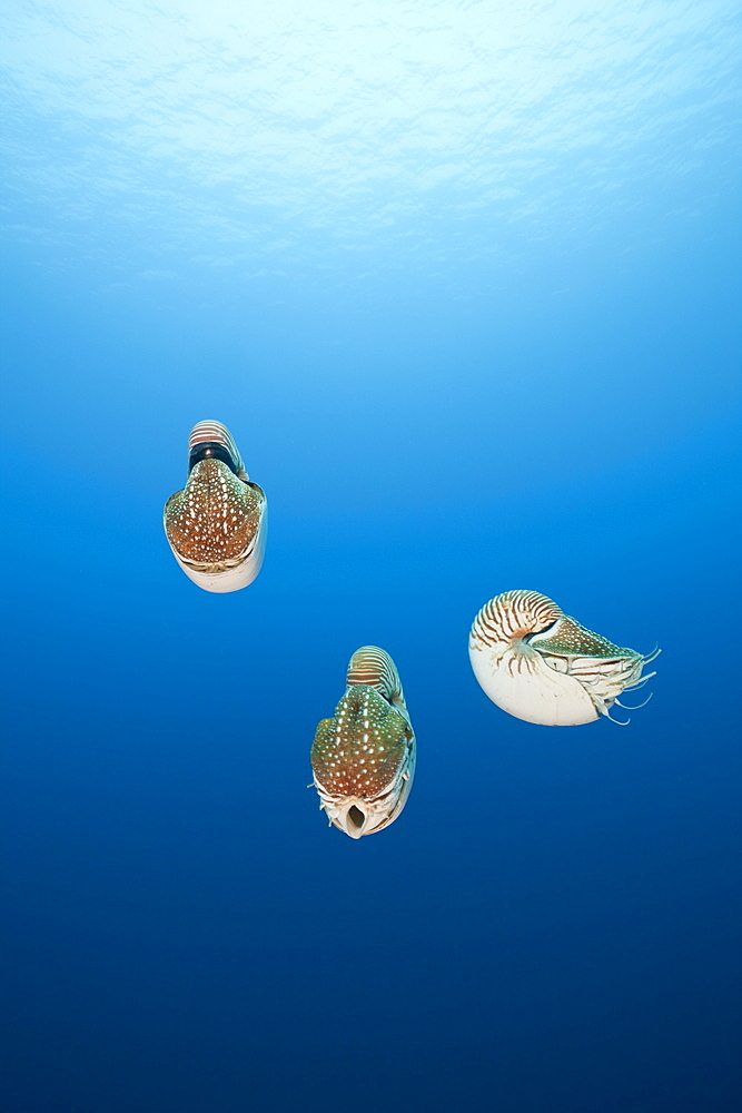 Group of Chambered Nautilus, Nautilus belauensis, Micronesia, Palau