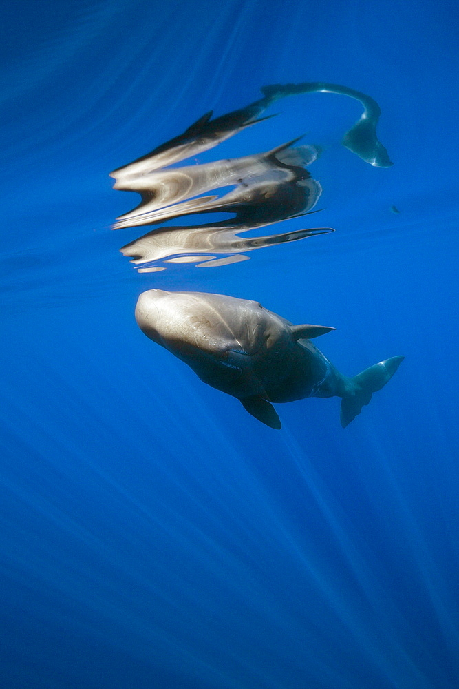 Sperm Whale, Physeter catodon, Lesser Antilles, Caribbean, Dominica