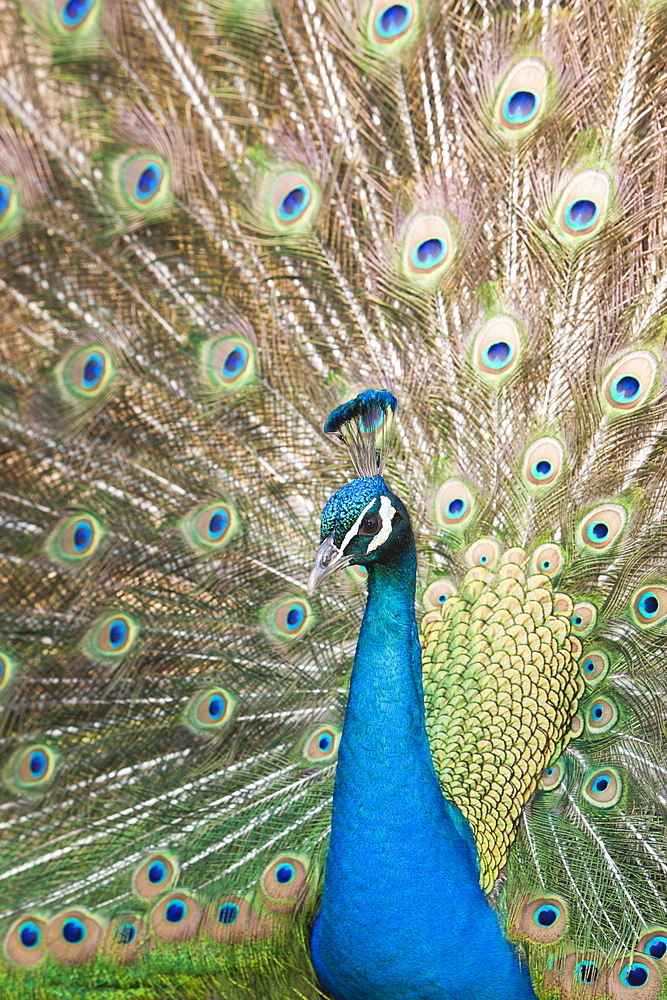 Blue Peafowl, Pavo christatus