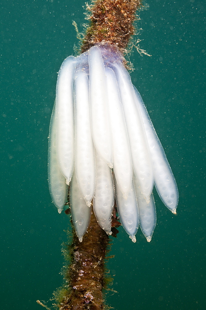 Eggmass of Squid attached on Rope, Istria, Adriatic Sea, Croatia