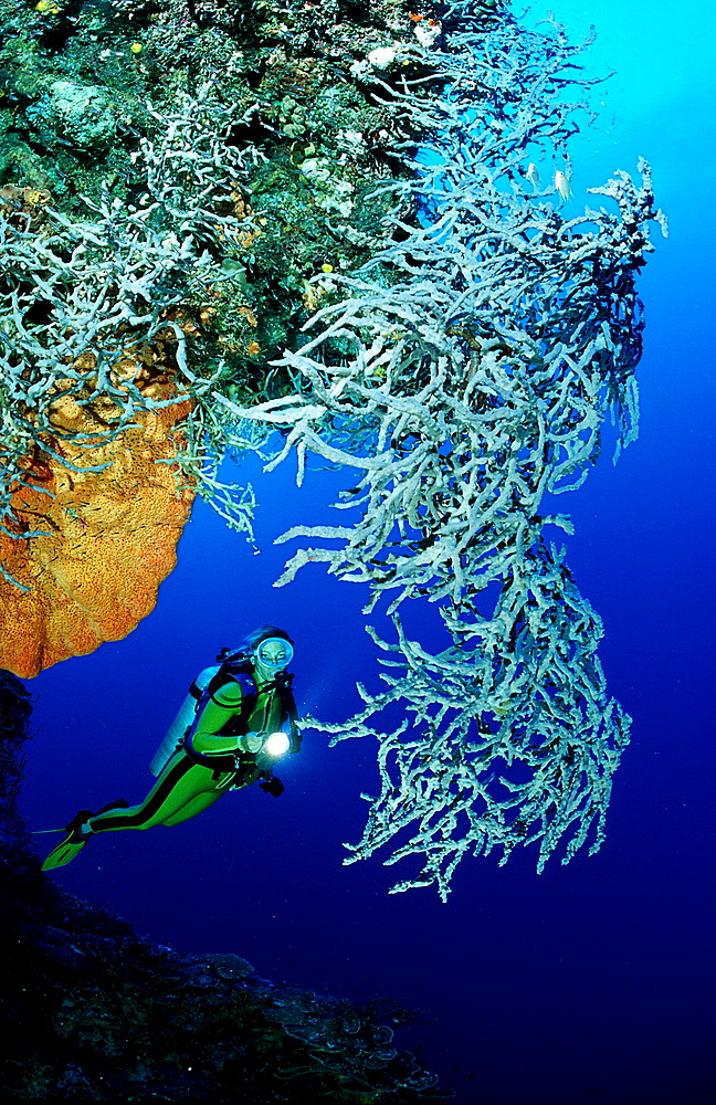 Scuba diver and sponge, Papua New Guinea, Pacific ocean