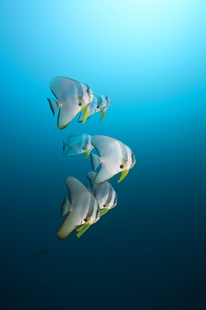 Longfin Batfish, Platax teira, North Ari Atoll, Maldives