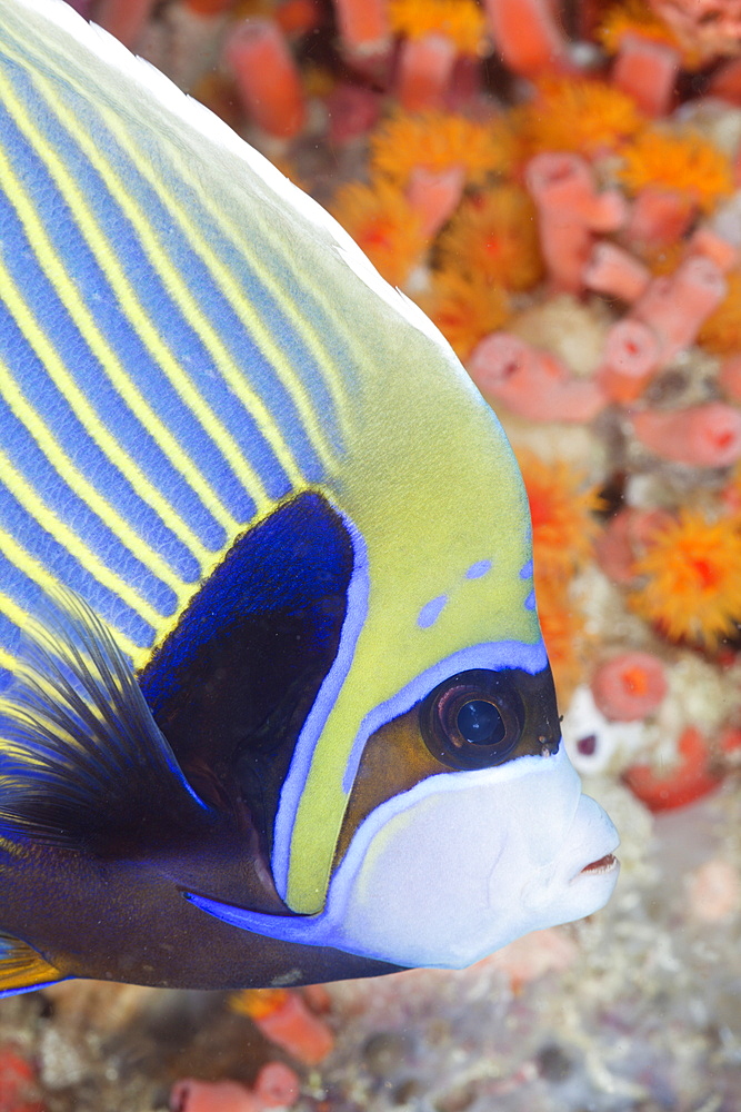 Emperor Angelfish, Pomacanthus imperator, Ellaidhoo House Reef, North Ari Atoll, Maldives