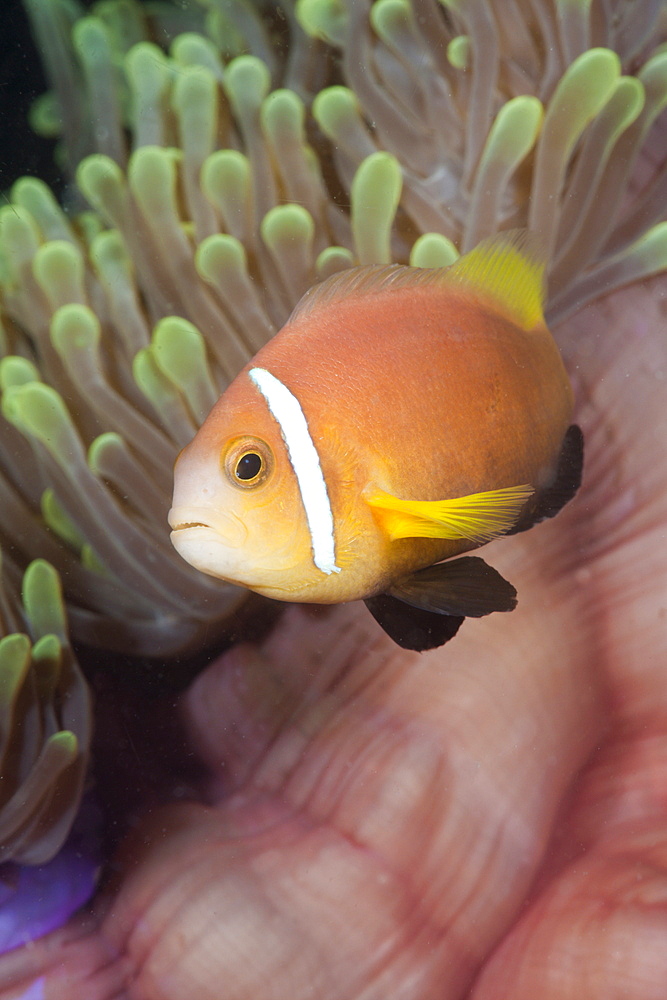 Maldive Anemonefish in Magnificent Anemone, Amphiprion nigripes, Heteractis magnifica, Kandooma Caves, South Male Atoll, Maldives