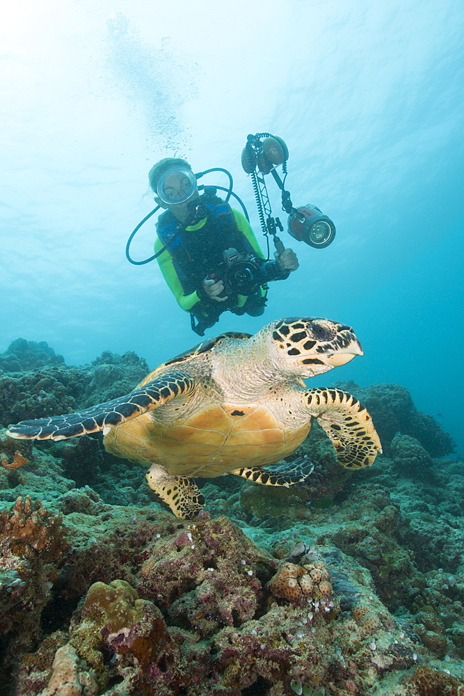 Diver and Hawksbill Turtle, Eretmochelys imbricata, Kandooma Caves, South Male Atoll, Maldives