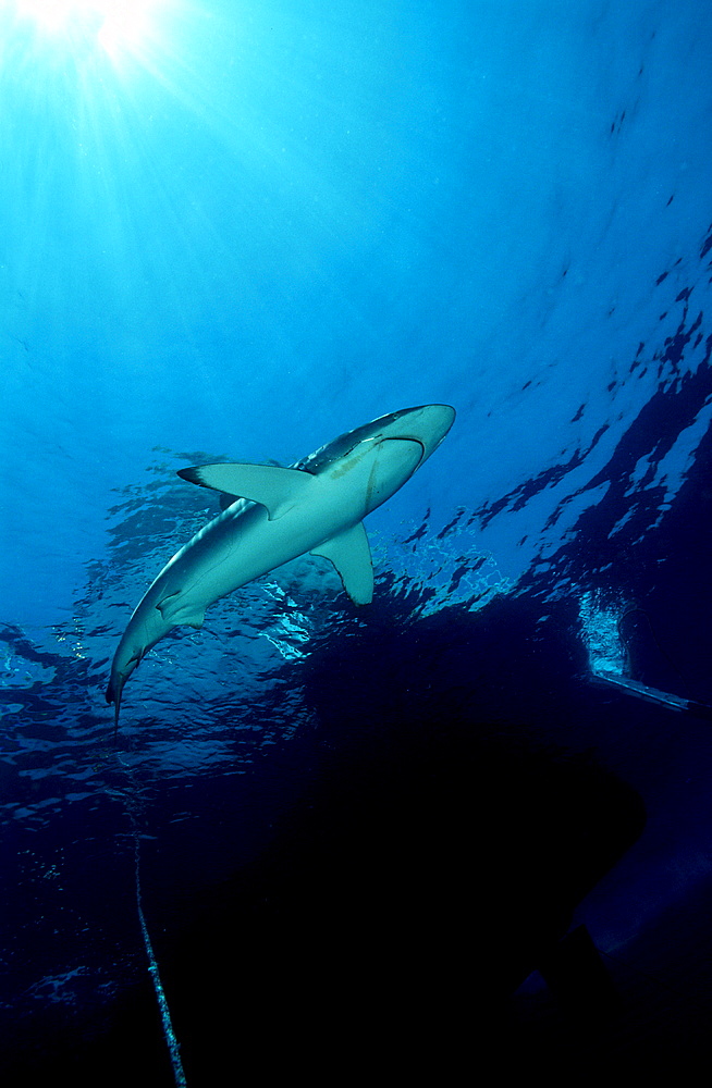 Caribbean reef shark, Carcharhinus perezi, Bahamas, Caribbean Sea