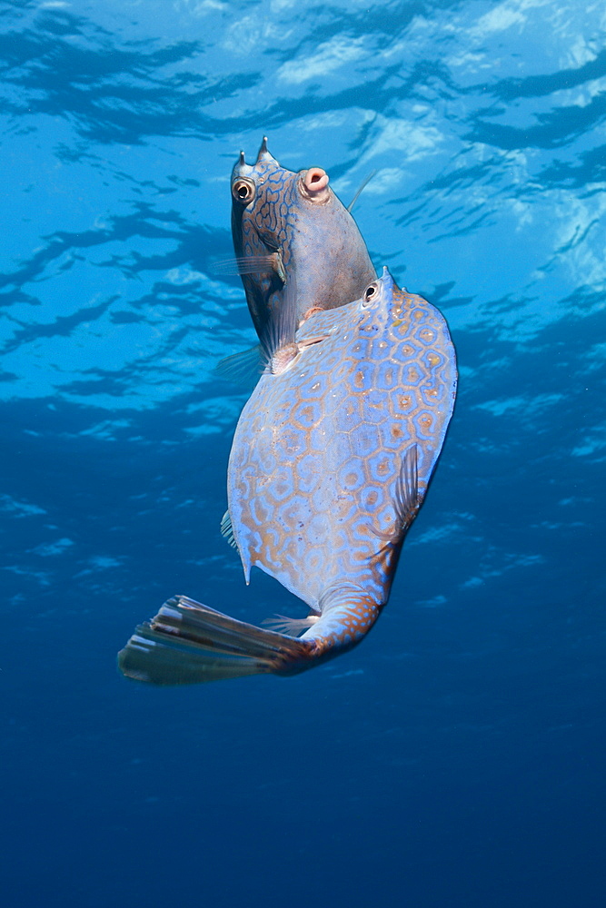 Honeycomb Cowfish Courtship display, Lactophrys polygonia, Cozumel, Caribbean Sea, Mexico