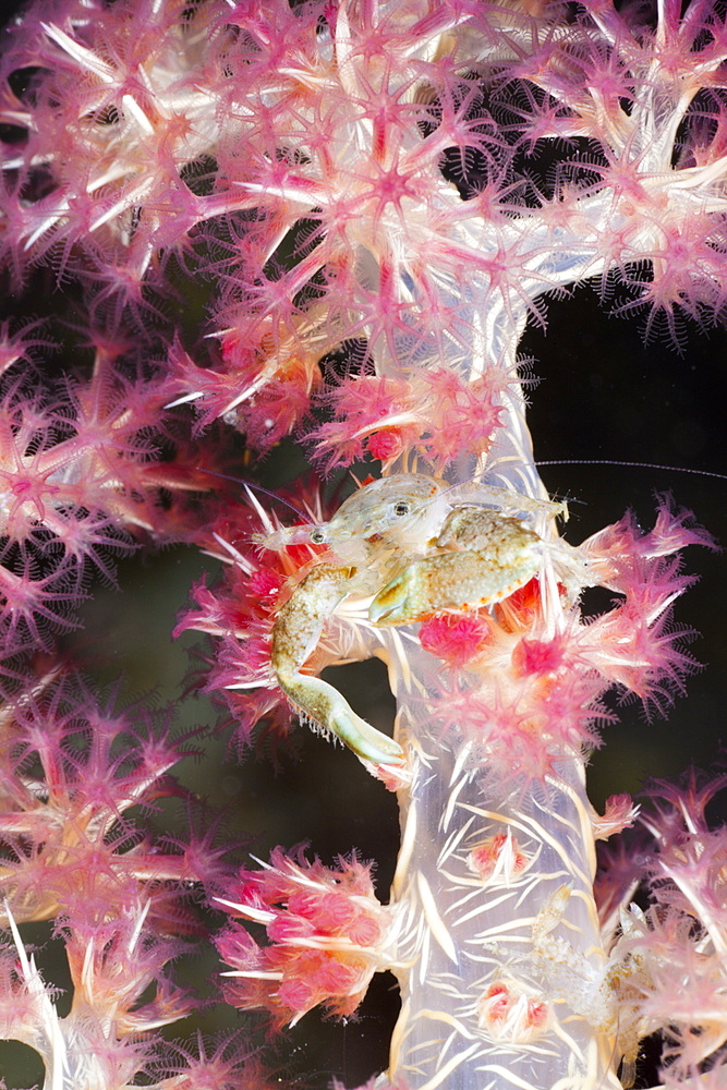 Porcelain Crab in Soft Coral, Pocellanella triloba, Raja Ampat, West Papua, Indonesia