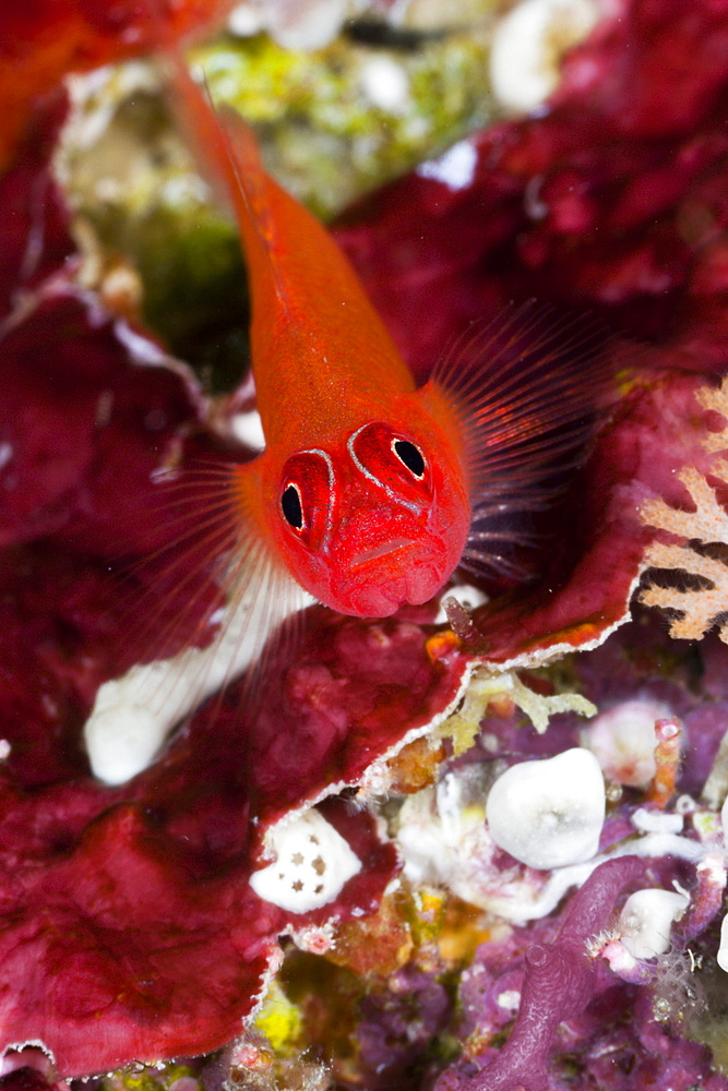 Striped Triplefin, Helcogramma striata, Raja Ampat, West Papua, Indonesia