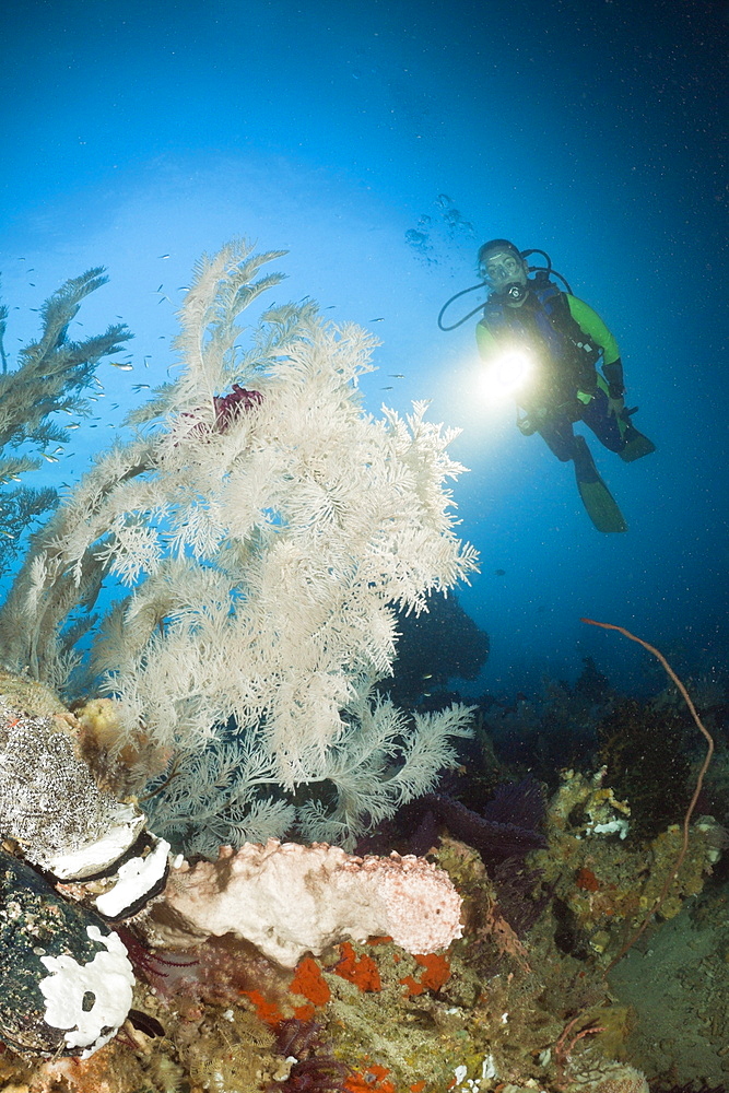 Black Coral and Scuba Diver, Antipathes dichotoma, Raja Ampat, West Papua, Indonesia