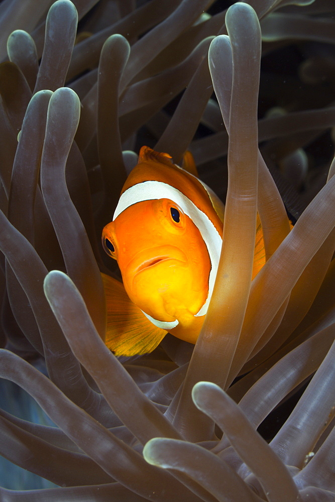 Clown Anemonefish, Amphiprion ocellaris, Raja Ampat, West Papua, Indonesia