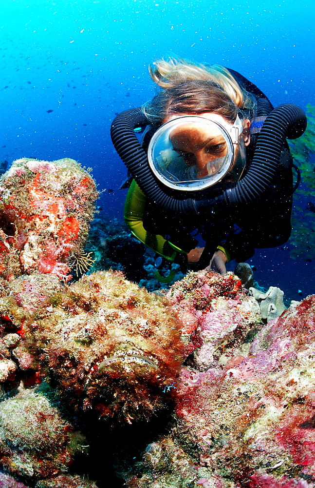 Reef stonefish and Scuba diver, Synanceia verrucosa, Maldives Island, Indian Ocean, Ari Atol