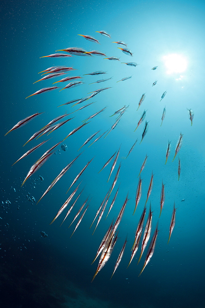 Shoal of Razorfish, Centriscus scutatus, Raja Ampat, West Papua, Indonesia