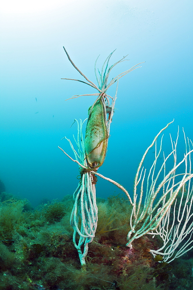 Catshark egg (Scyliorhinus sp.), fixed on coral, Cap de Creus, Costa Brava, Spain, Mediterranean, Europe