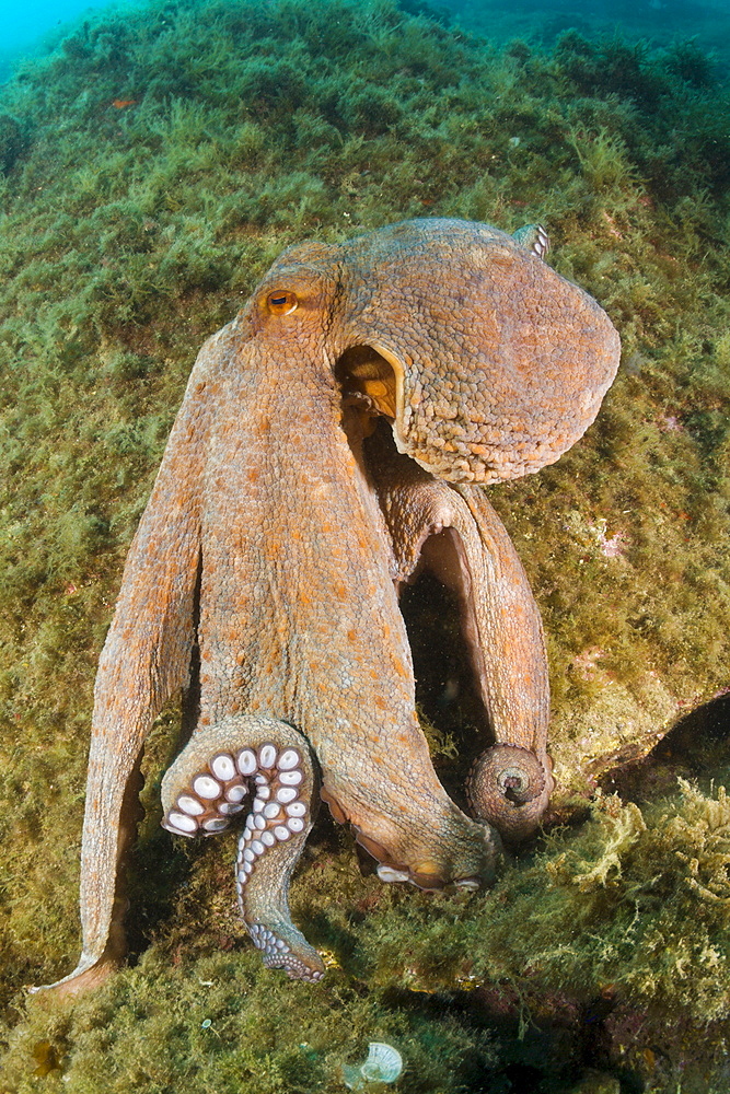 Common octopus (Octopus vulgaris) on reef, Cap de Creus, Costa Brava, Spain, Mediterranean, Europe