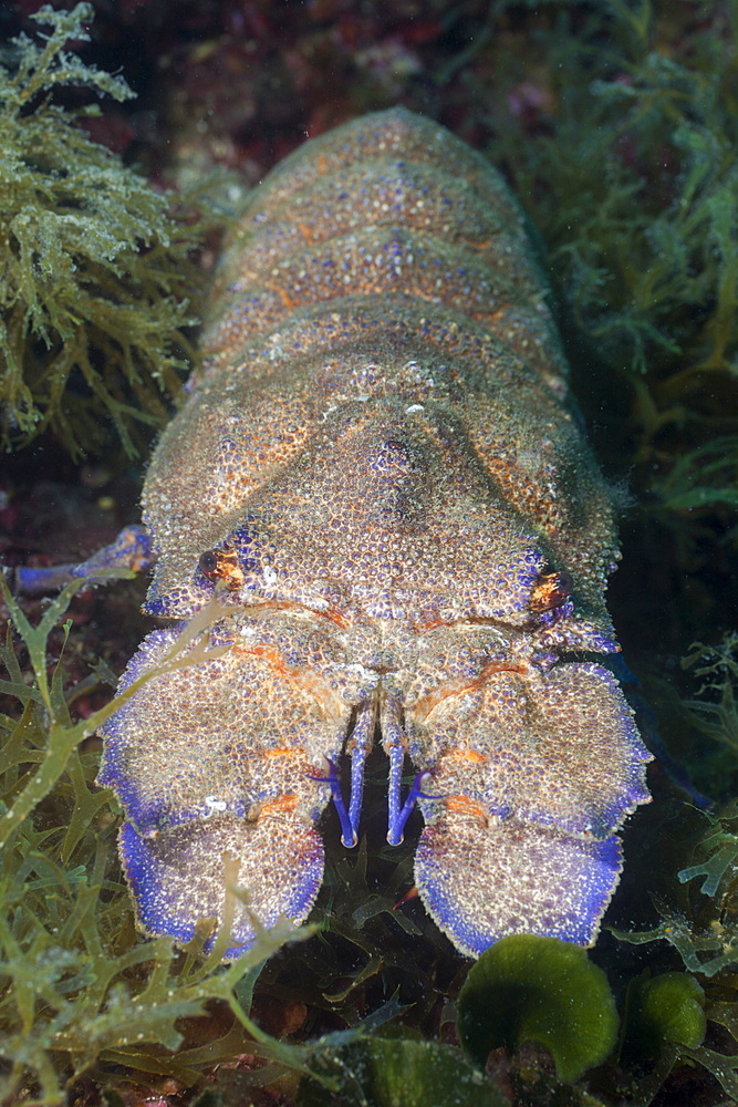 Greater locust lobster (Scyllarides latus), Cap de Creus, Costa Brava, Spain, Mediterranean, Europe