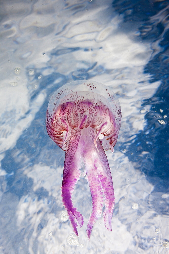 Mauve Stinger Jellyfish (Pelagia noctiluca), Cap de Creus, Costa Brava, Spain, Mediterranean, Europe