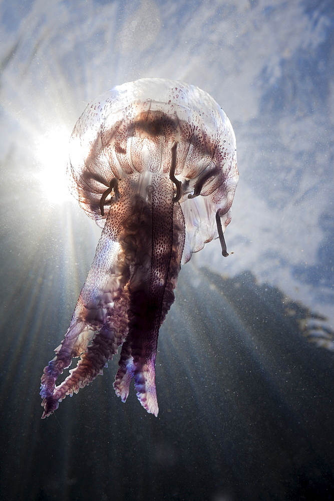 Mauve Stinger Jellyfish (Pelagia noctiluca), Cap de Creus, Costa Brava, Spain, Mediterranean, Europe