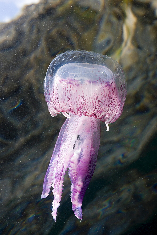 Mauve Stinger Jellyfish (Pelagia noctiluca), Cap de Creus, Costa Brava, Spain, Mediterranean, Europe