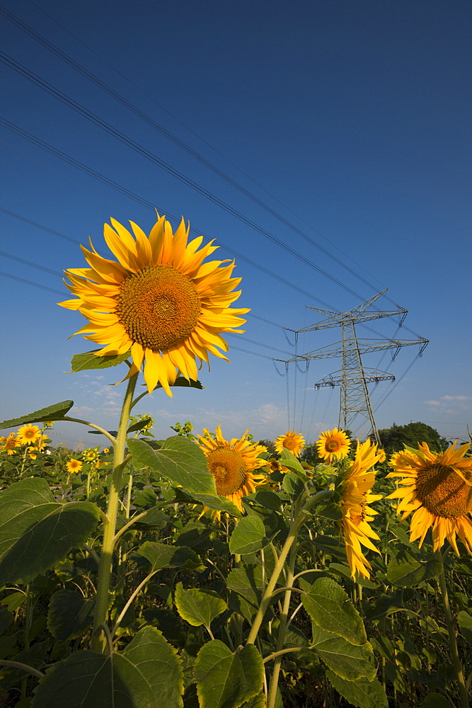 Sunflowers (Helianthus annuus) in field below power lines, Munich, Bavaria, Germany, Europe