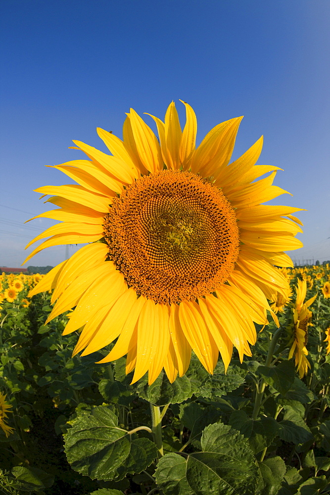 Sunflower (Helianthus annuus), Munich, Bavaria, Germany, Europe