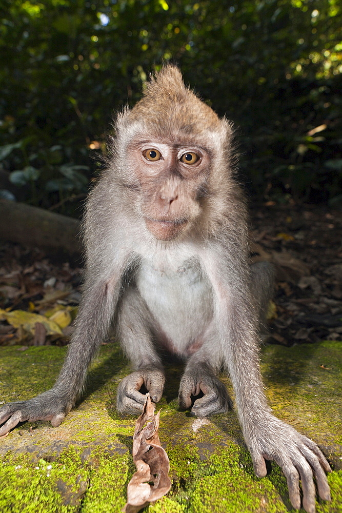 Longtailed macaque (Macaca fascicularis), Bali, Indonesia, Southeast Asia, Asia