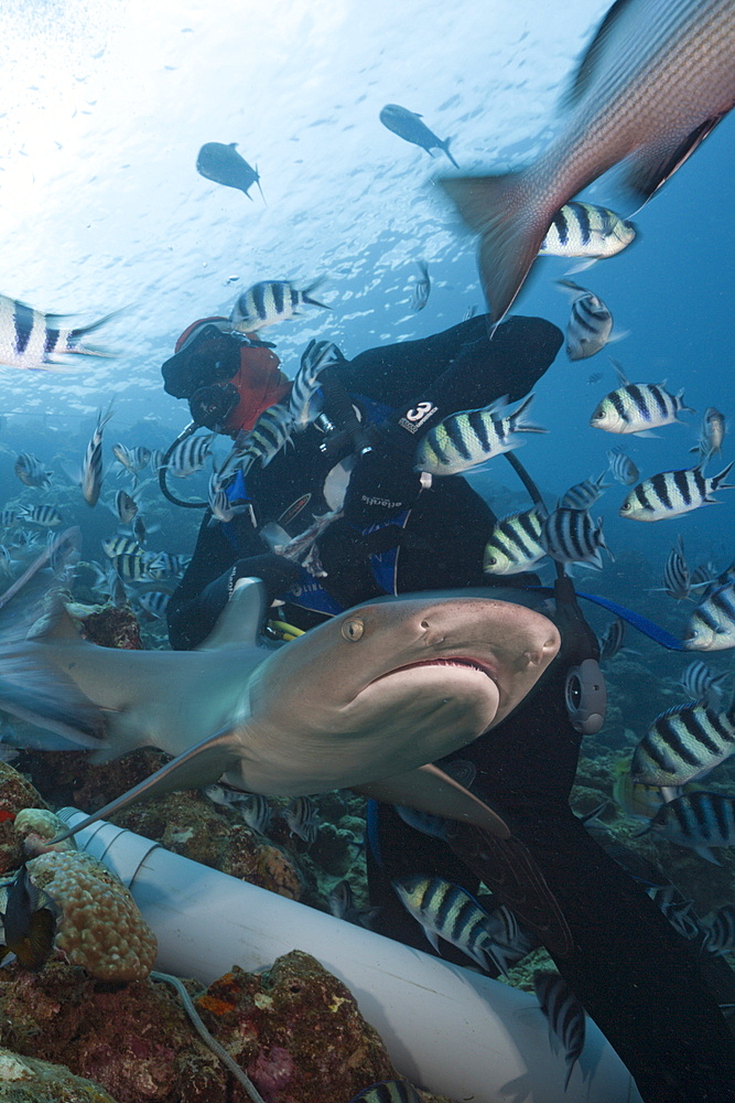 Whitetip reef shark (Triaenodon obesus), at shark feeding, Beqa Lagoon, Viti Levu, Fiji, South Pacific, Pacific