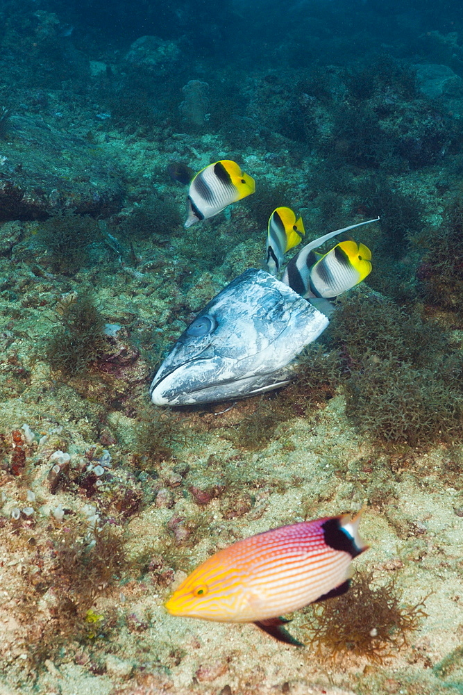 Double-saddle butterflyfish (Chaetodon ulietensis), feeding on fish head, Beqa Lagoon, Viti Levu, Fiji, South Pacific, Pacific