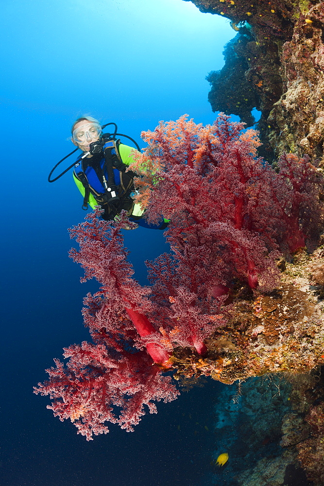 Scuba diver and red soft corals (Dendronephthya sp.), Wakaya, Lomaiviti, Fiji, Pacific