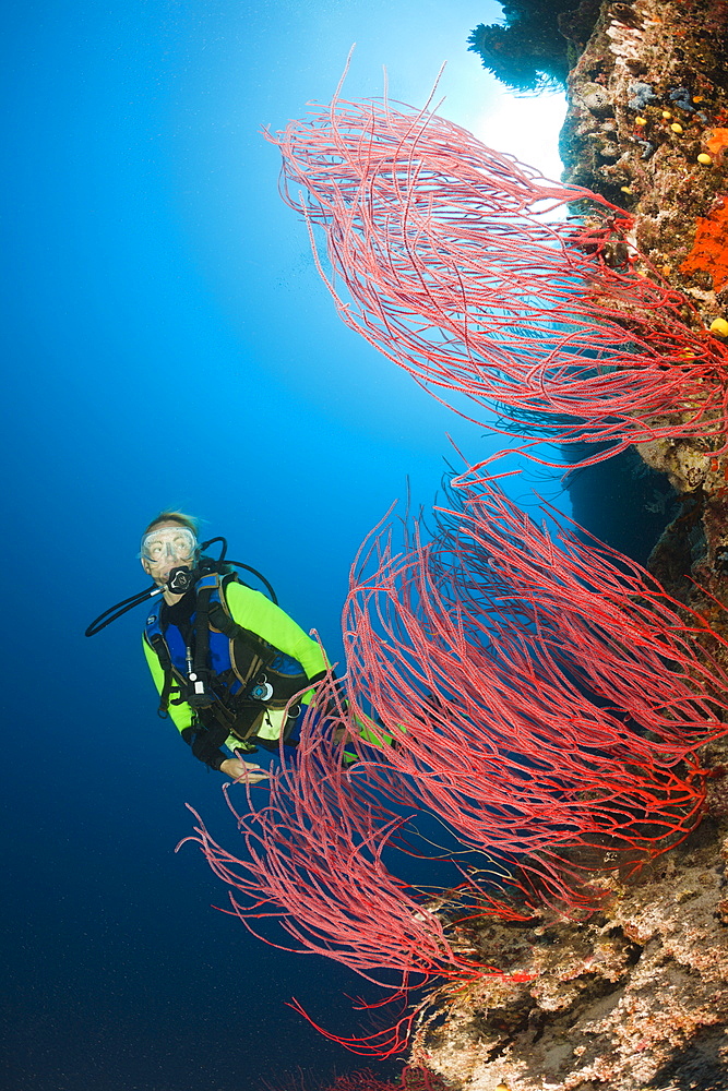 Scuba diver and red whip corals (Ellisella sp.), Wakaya, Lomaiviti, Fiji, Pacific