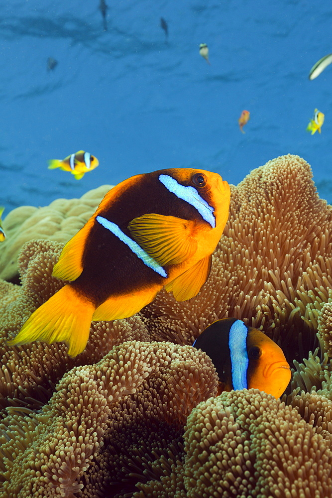 Orange-fin anemonefish (Amphiprion chrysopterus), Namena Marine Reserve, Fiji, Pacific